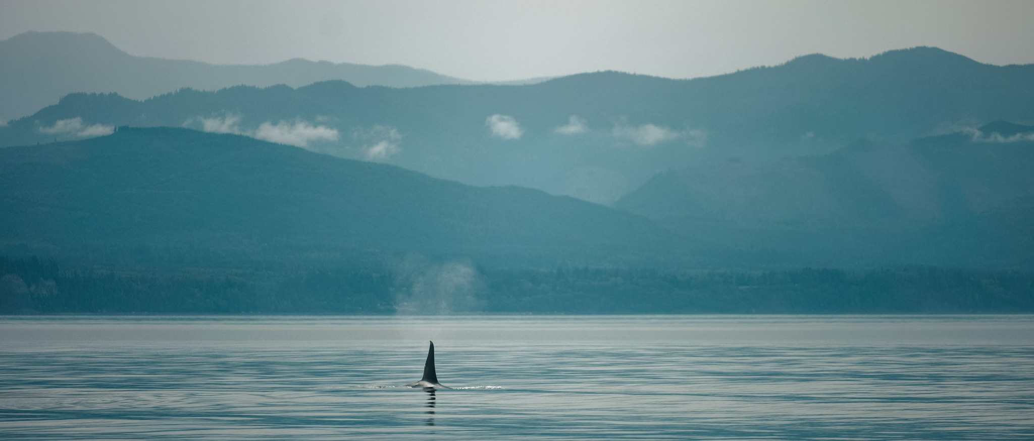 Orca surfacing in calm BC coastal waters — layered mountains and mist